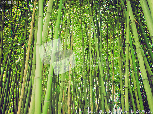 Image of Retro look Bamboo picture