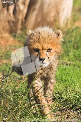 Image of Cheetah Cub