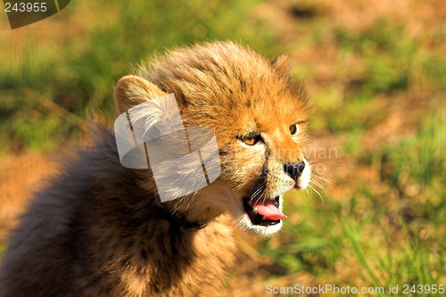 Image of Cheetah Cub