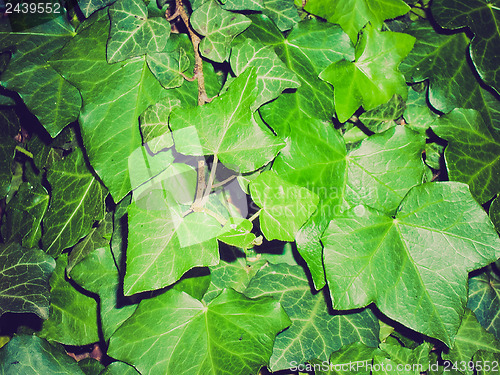 Image of Retro look Ivy