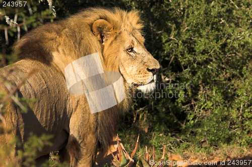 Image of Lion