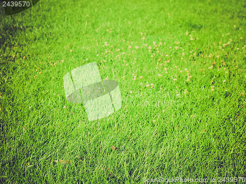 Image of Grass background