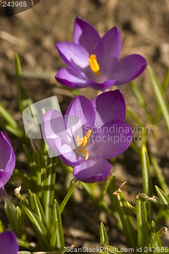 Image of Spring Flowers