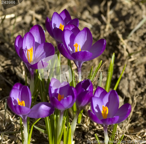 Image of Spring Flowers