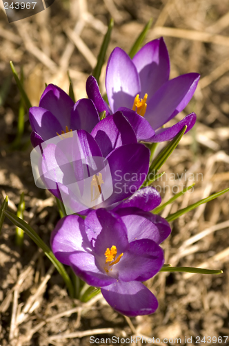 Image of Spring Flowers