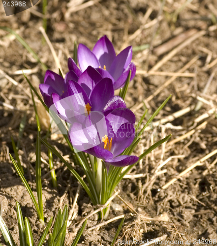 Image of Spring Flowers