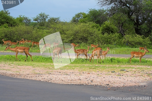 Image of impala nursery