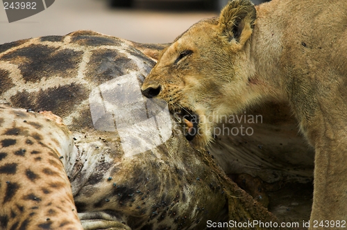 Image of feeding time