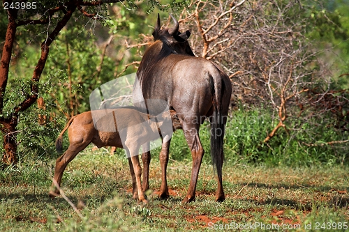 Image of feeding calf