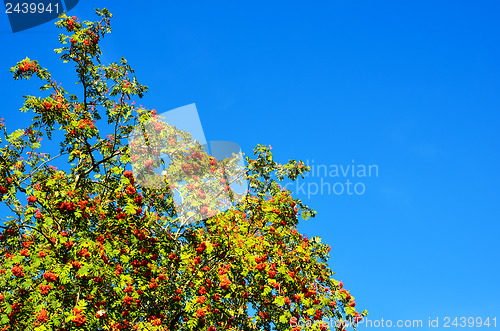 Image of Ash berries 