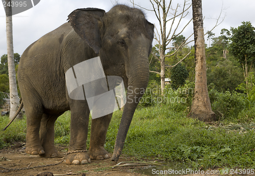 Image of Elephant