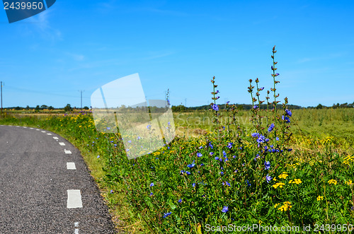 Image of Road side flowers