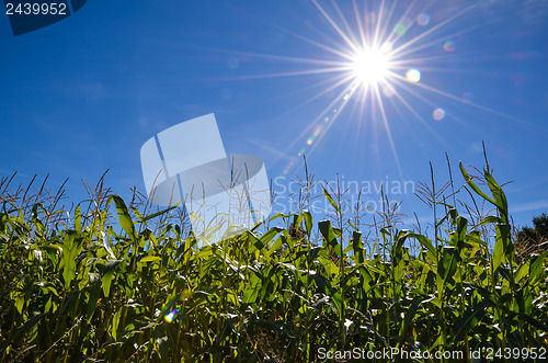 Image of Sunlit corn field