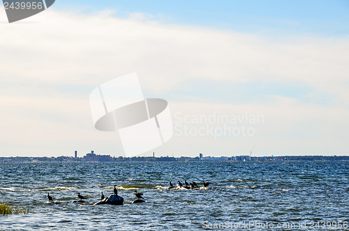 Image of Cormorants at coast