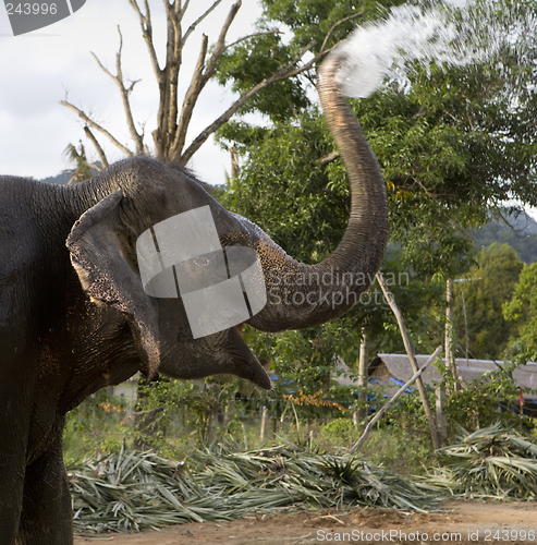 Image of Elephant