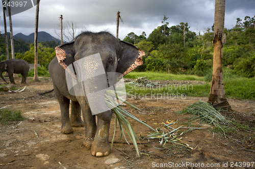 Image of Elephant