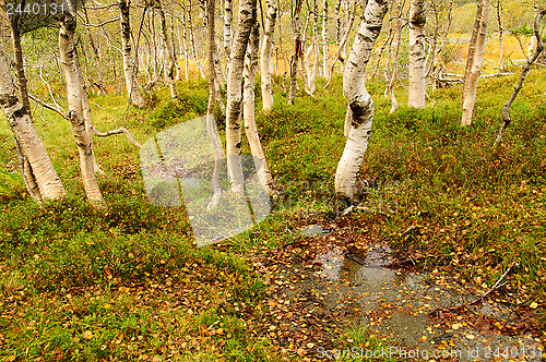 Image of Autumn in the birch forest