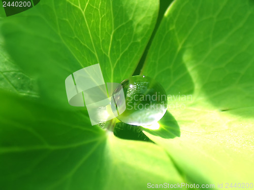 Image of Rain drop on a green leaf