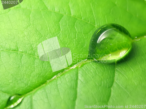 Image of Rain drops on a green leaf