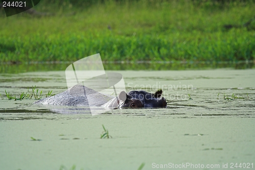 Image of hippo swim
