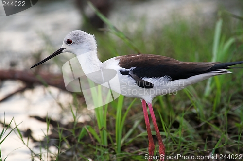 Image of black winged stilt