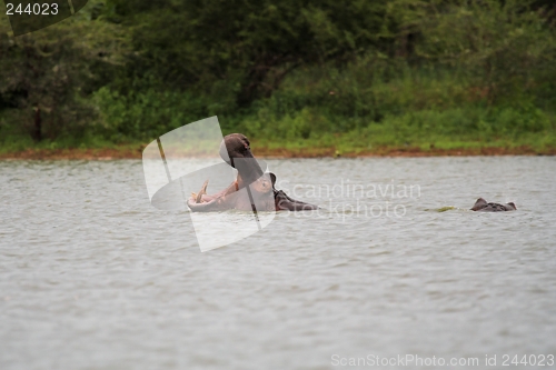 Image of hippo yawn