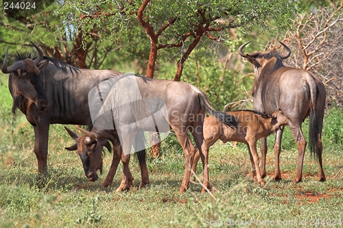 Image of feeding wildebeest