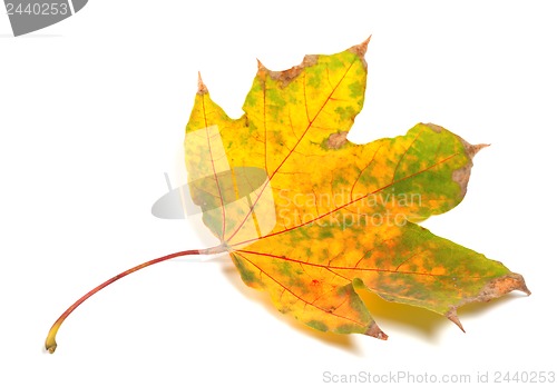 Image of Dry yellowed autumn maple-leaf