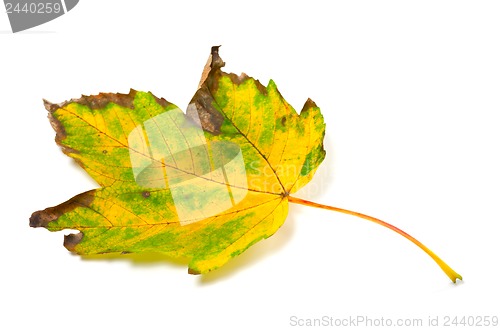 Image of Autumn yellowed leaf on white background