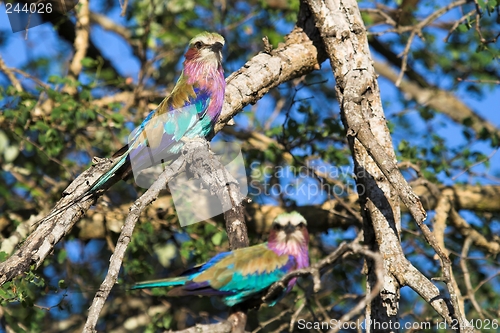 Image of lilac breasted roller