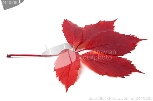 Image of Autumn red leave isolated on white background