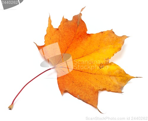 Image of Autumn yellowed maple-leaf