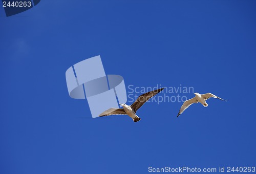 Image of Two seagulls hover in clear blue sky