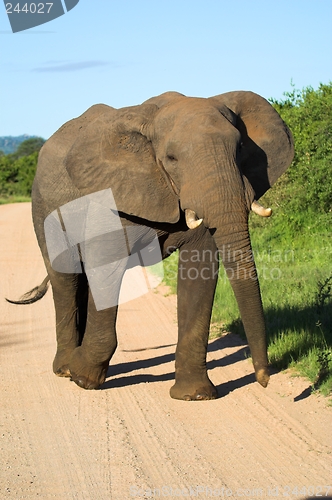 Image of elephant