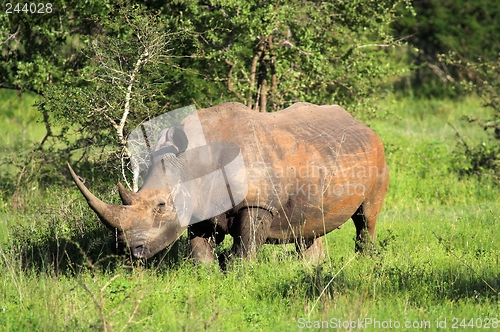 Image of rhino on the greens