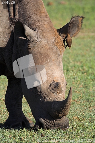 Image of rhino up close
