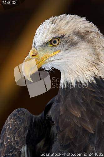 Image of american eagle