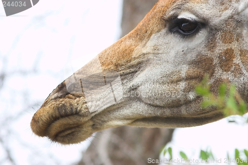 Image of giraffe close up