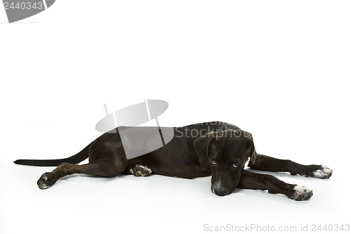 Image of Black Labrador puppy