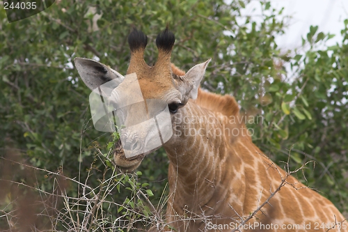 Image of giraffe snack time