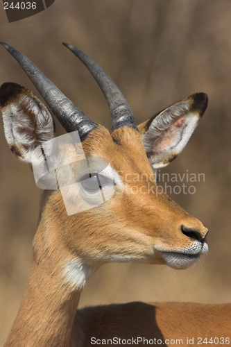 Image of impala male close-up