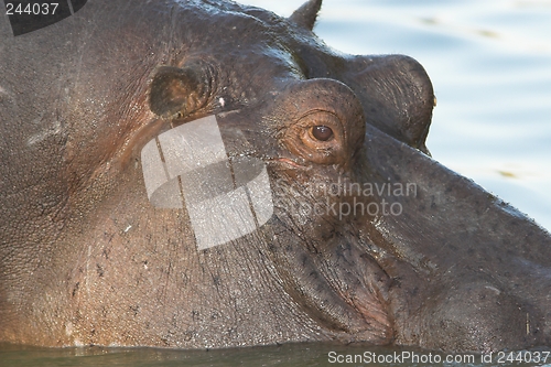 Image of hippo close up