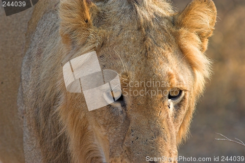 Image of portait of a hunter