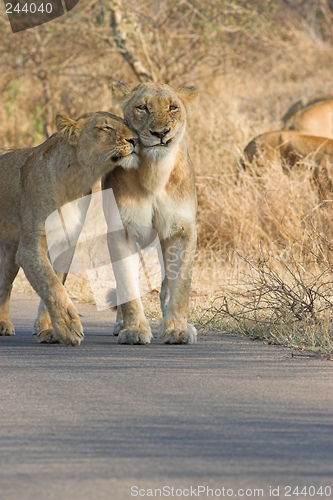 Image of lion affection