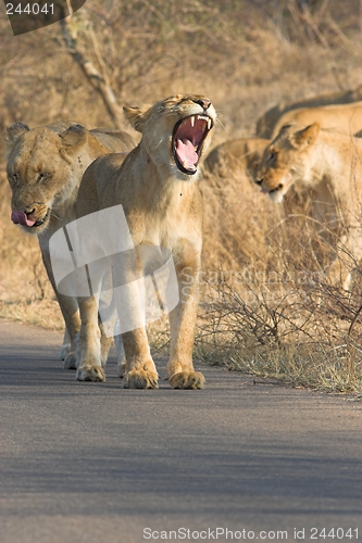 Image of growling