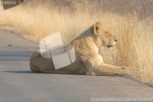 Image of lioness