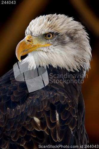 Image of american eagle