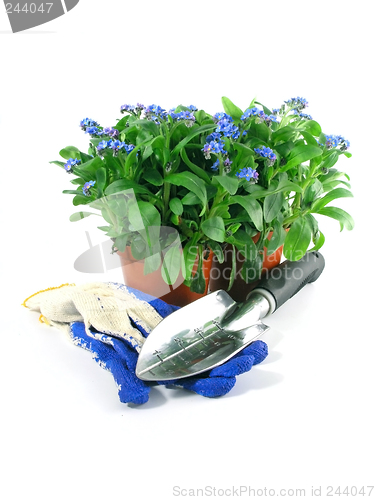 Image of forget-me-not seedling