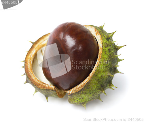 Image of One horse chestnut lie on white