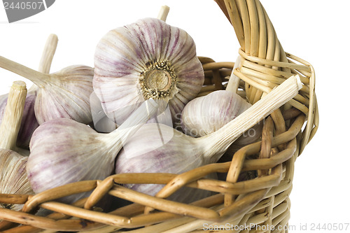 Image of Large garlic bulbs in basket